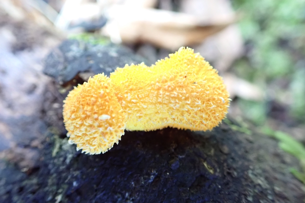 Cyptotrama asprata · May 2025 · photo: © claire_grace83 (iNaturalist, cc-by)