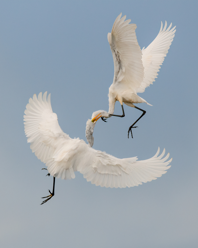 Great Egret from Malletts Bay, Burlington, VT, USA on September 4, 2019 ...