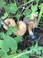 Lactarius luculentus laetus