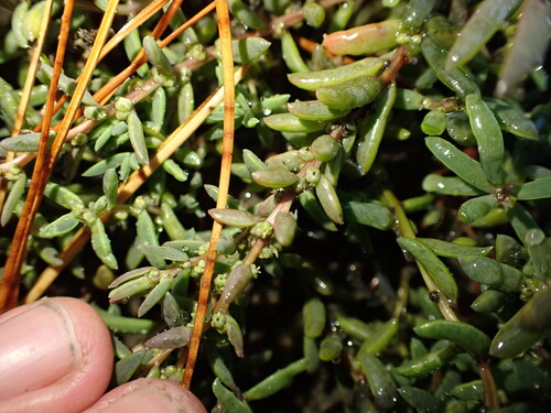 Image of Suaeda novae by (c) Javier, some rights reserved (CC BY)