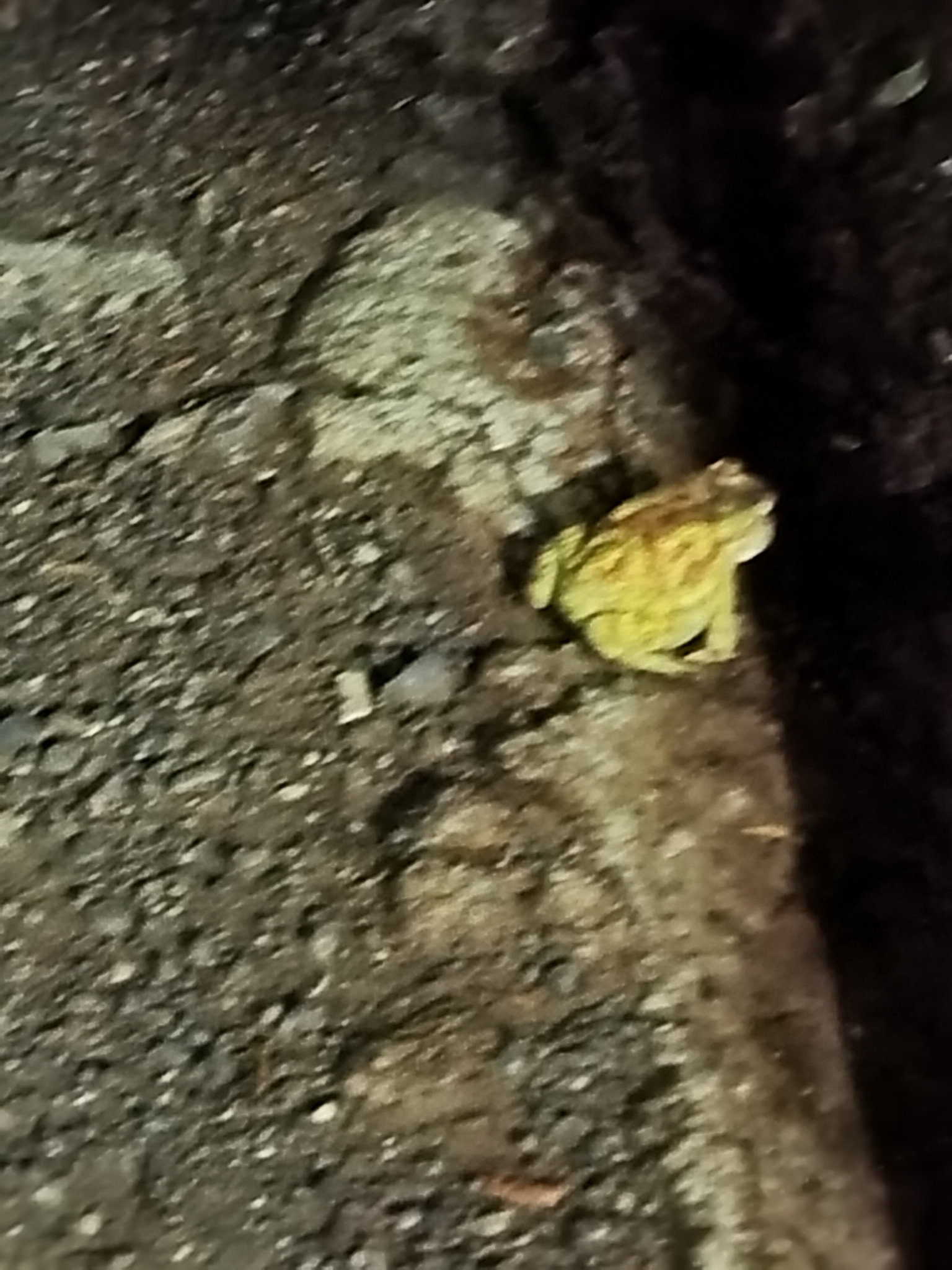 Indian Common True Toad