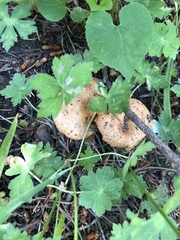 Lactarius luculentus laetus