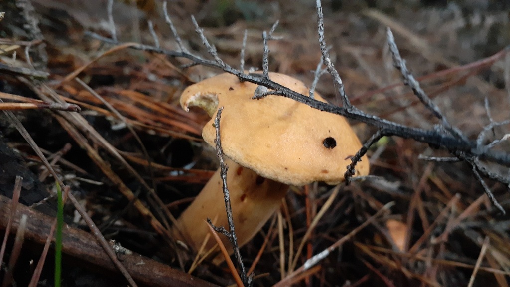 Suillus bovinus · May 2025 · photo: © aardvark04 (iNaturalist, cc0)