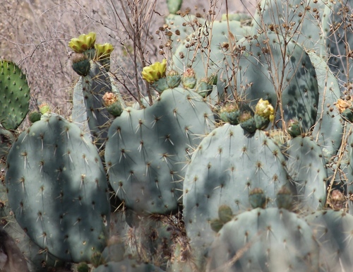 nopal tapón
