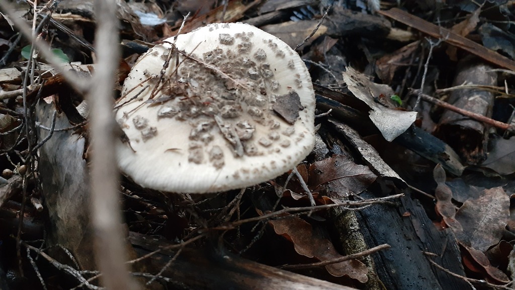 Amanita australis