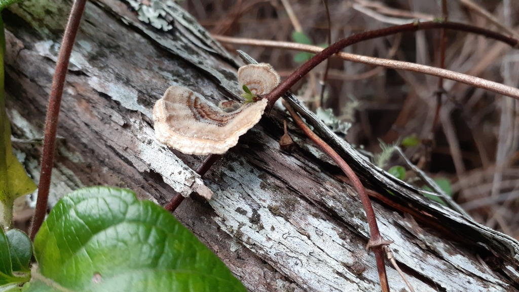 Trametes versicolor · May 2025 · photo: © aardvark04 (iNaturalist, cc0)