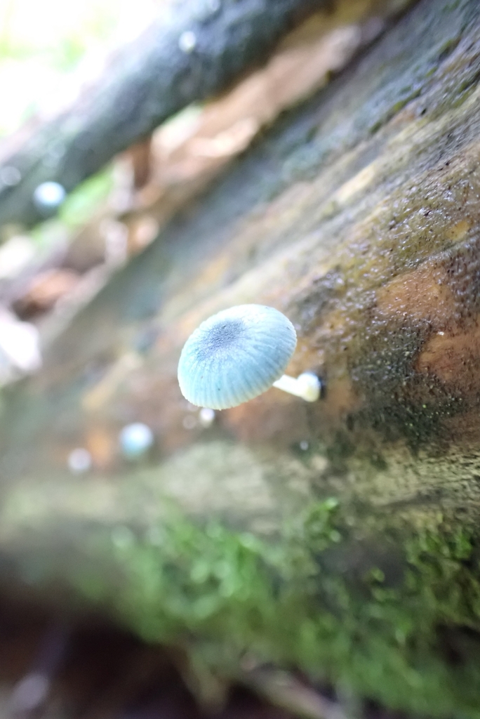 Mycena interrupta · May 2025 · photo: © claire_grace83 (iNaturalist, cc-by)