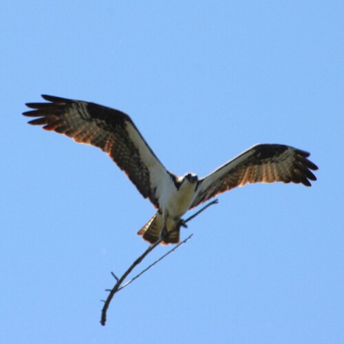 iNaturalist observation photo of Osprey