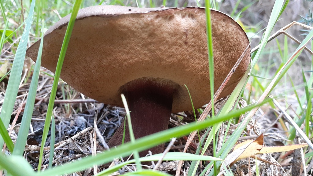 Tylopilus formosus · May 2025 · photo: © aardvark04 (iNaturalist, cc0)
