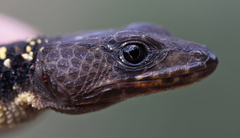 Gorongosa Girdled Lizard photo 4
