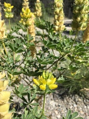 Lupinus luteolus