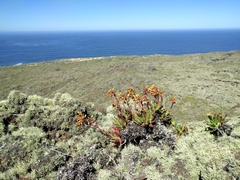 Dudleya cultrata