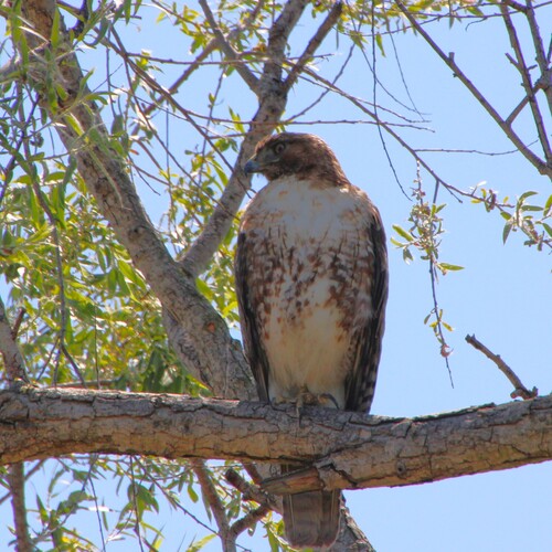 iNaturalist observation photo of Red-tailed Hawk