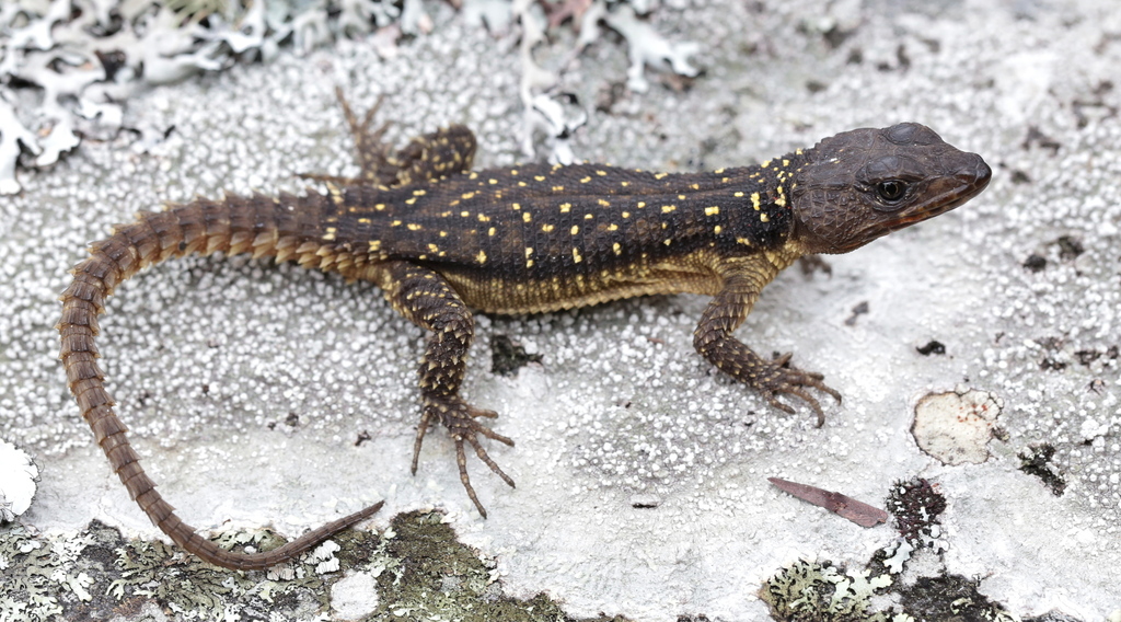 Gorongosa Girdled Lizard