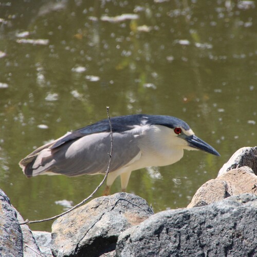 iNaturalist observation photo of Black-crowned Night Heron