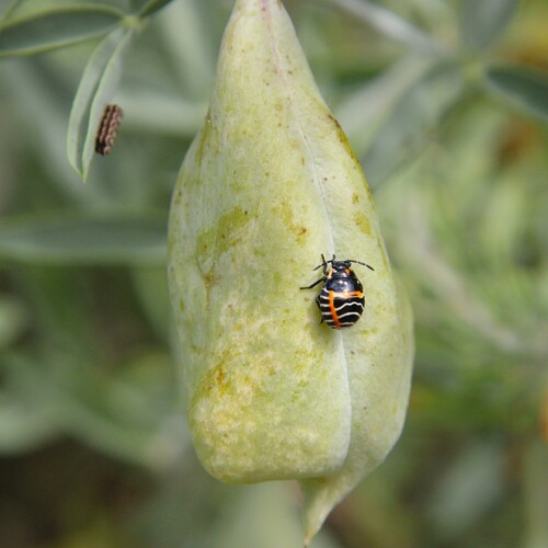 iNaturalist observation photo of Harlequin Bug