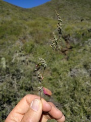 Chenopodium flabellifolium