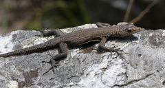 Chimanimani Flat Lizard photo 5