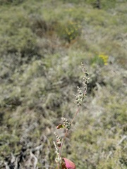 Chenopodium flabellifolium