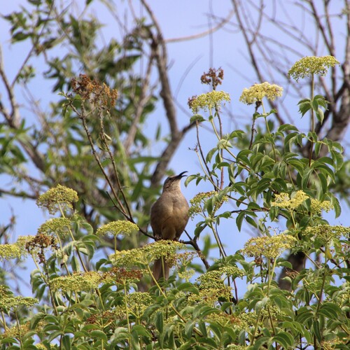 iNaturalist observation photo of California Thrasher