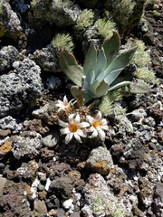 Mammillaria hutchisoniana louisae