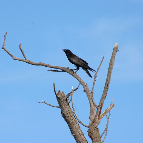 iNaturalist observation photo of American Crow