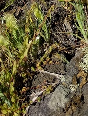 Aphanisma blitoides