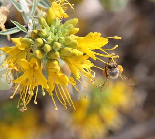 iNaturalist observation photo of Bladderpod