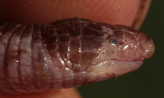 Ferocious Round-Headed Worm Lizard photo 3