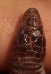 Ferocious Round-Headed Worm Lizard photo 4