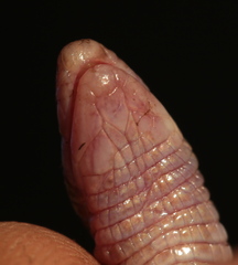 Ferocious Round-Headed Worm Lizard photo 5