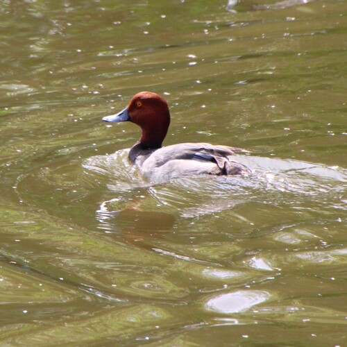 iNaturalist observation photo of Redhead