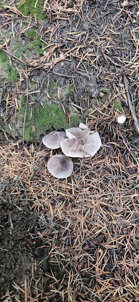 Tricholoma terreum · May 2025 · photo: © shane212 (iNaturalist, cc0)