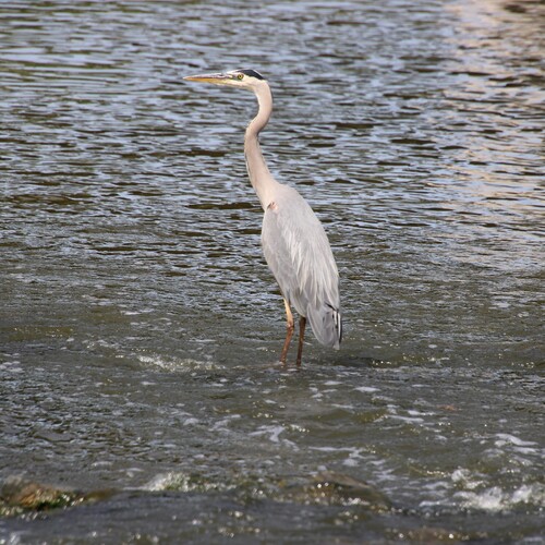 iNaturalist observation photo of Great Blue Heron