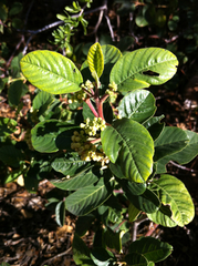 Rhamneae