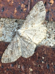 Iridopsis larvaria
