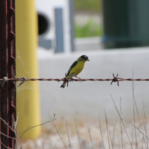 iNaturalist observation photo of Lesser Goldfinch