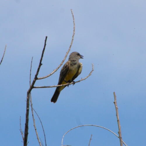 iNaturalist observation photo of Cassin's Kingbird
