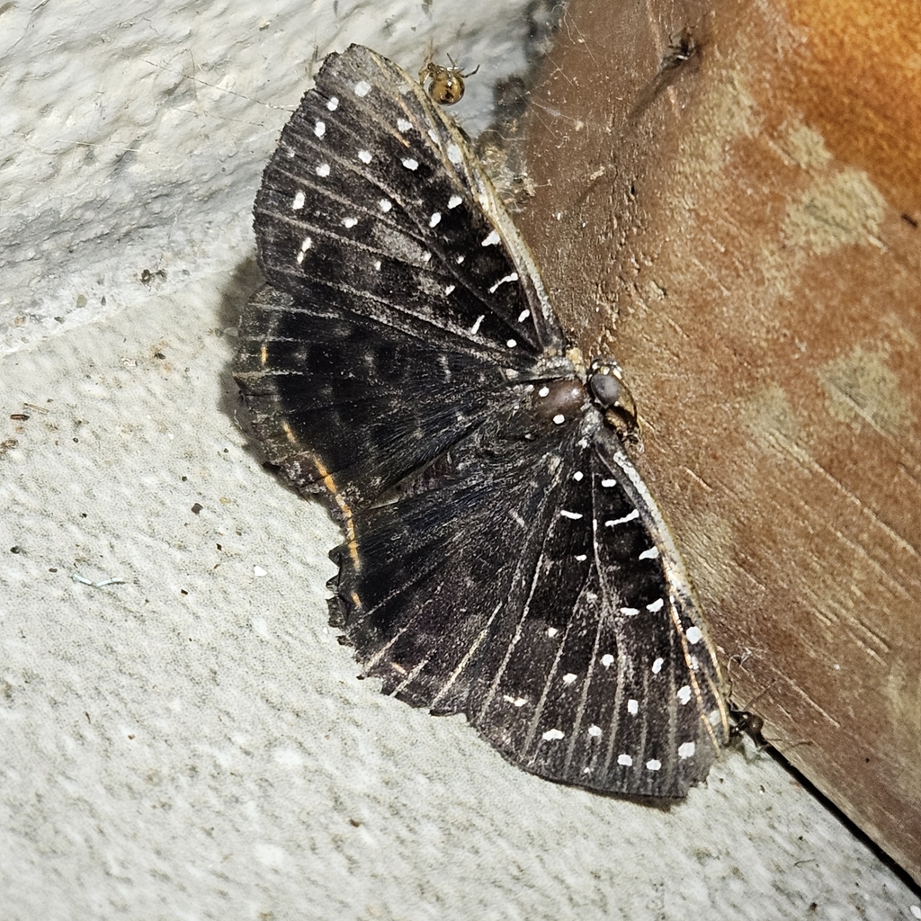 Napaea eucharila
