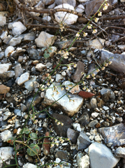 Eriogonum deflexum deflexum