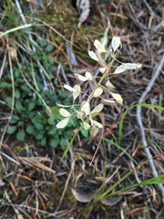 Noccaea fendleri