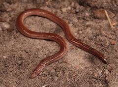 Ferocious Round-Headed Worm Lizard photo 2