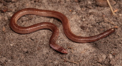 Ferocious Round-Headed Worm Lizard photo 1