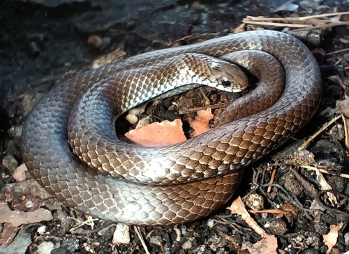 Photo of a Zimbabwean Slug Eater (Duberria rhodesiana)