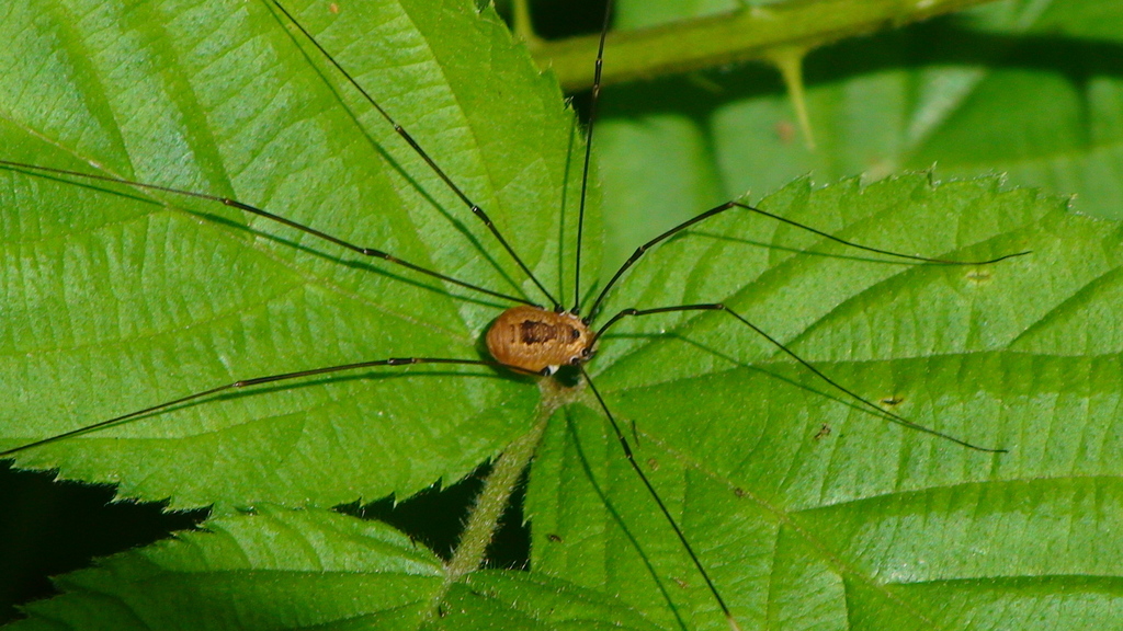 HARVESTMAN or DADDY-LONG-LEGS Order Opiliones Stock Photo - Alamy