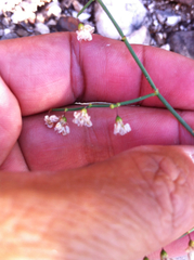 Eriogonum deflexum deflexum