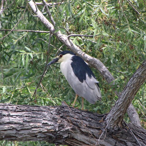 iNaturalist observation photo of Black-crowned Night Heron