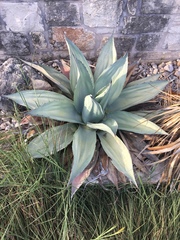 Agave ovatifolia