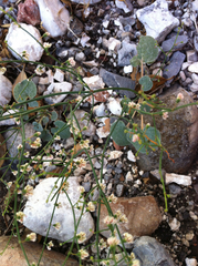 Eriogonum deflexum deflexum