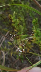 Scleria pauciflora